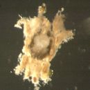 Image of Halacaridae