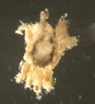 Image of marine mites