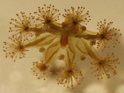 Image of stalked jellyfish