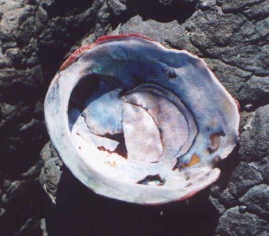 Image of red abalone