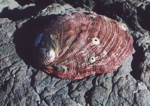 Image of red abalone