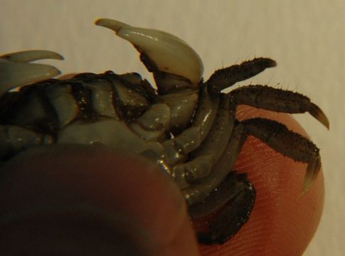 Image of Hemigrapsus