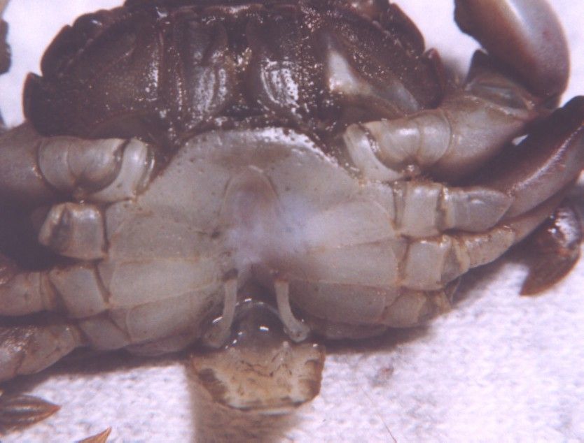 Image of Hemigrapsus