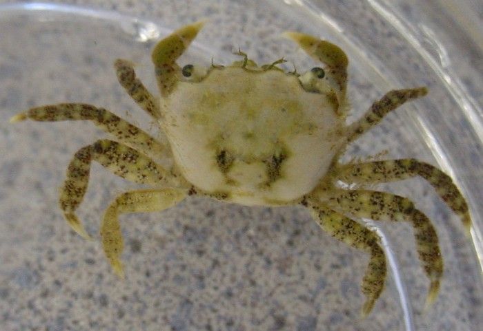 Image of Hemigrapsus