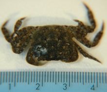 Image of Hemigrapsus