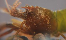 Image of stout coastal shrimp