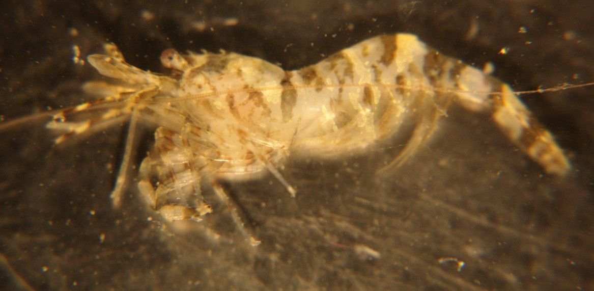 Image of stout coastal shrimp