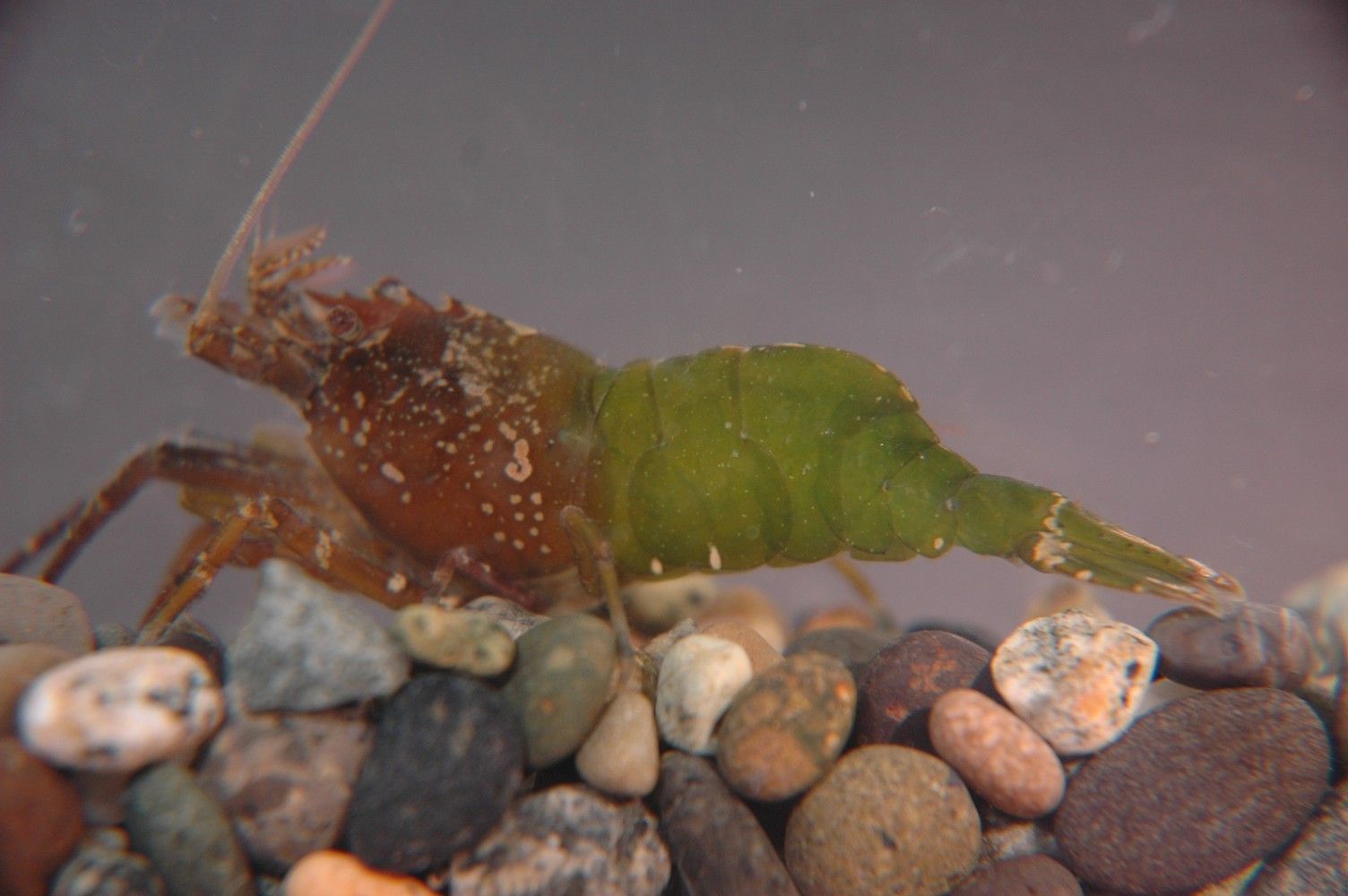 Image of stout coastal shrimp