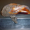 Image of Northern horse mussel