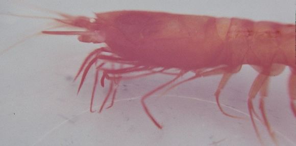 Image of Hymenodora