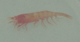 Image of wiry deep-sea shrimp