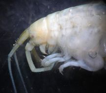Image of <i>Peramphithoe humeralis</i>