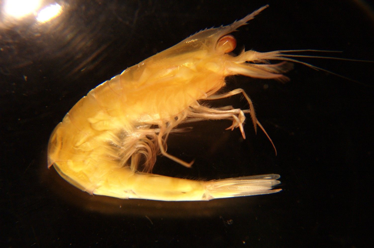 Image of Krygier spiny-tailed shrimp