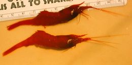 Image of Krygier spiny-tailed shrimp