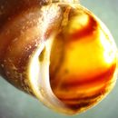 Image of Banded Chink Snail