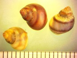 Image of chink snails