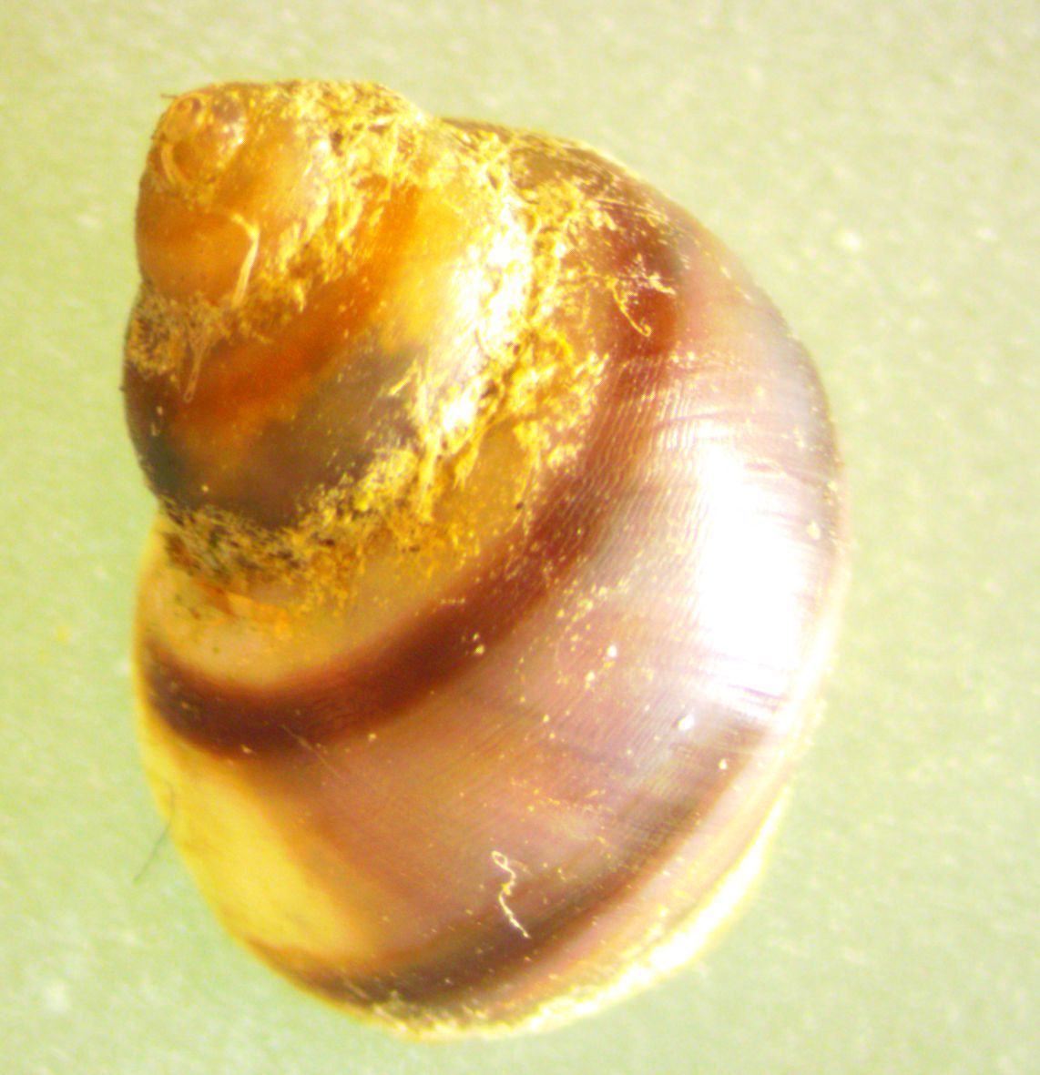 Image of chink snails