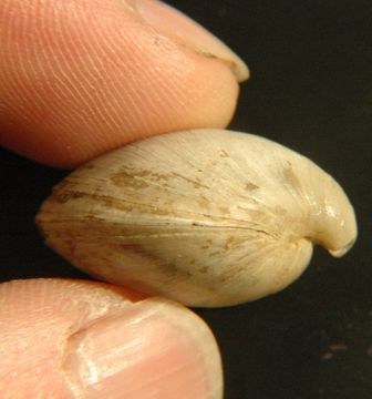 Image of <i>Laqueus californianus</i>