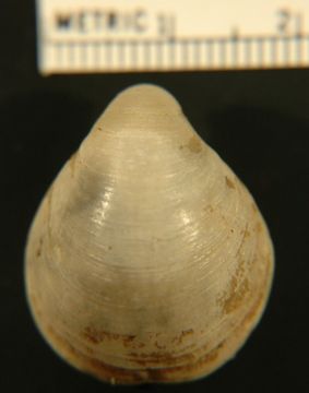 Image of <i>Laqueus californianus</i>