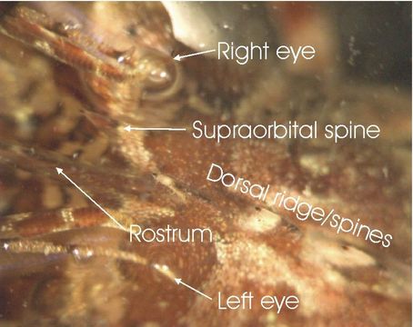 Image of Greenland shrimp