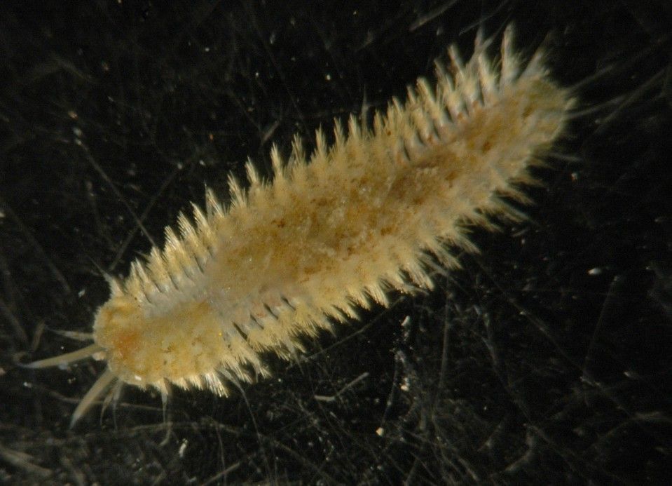 Image of Twelve-Scaled worm