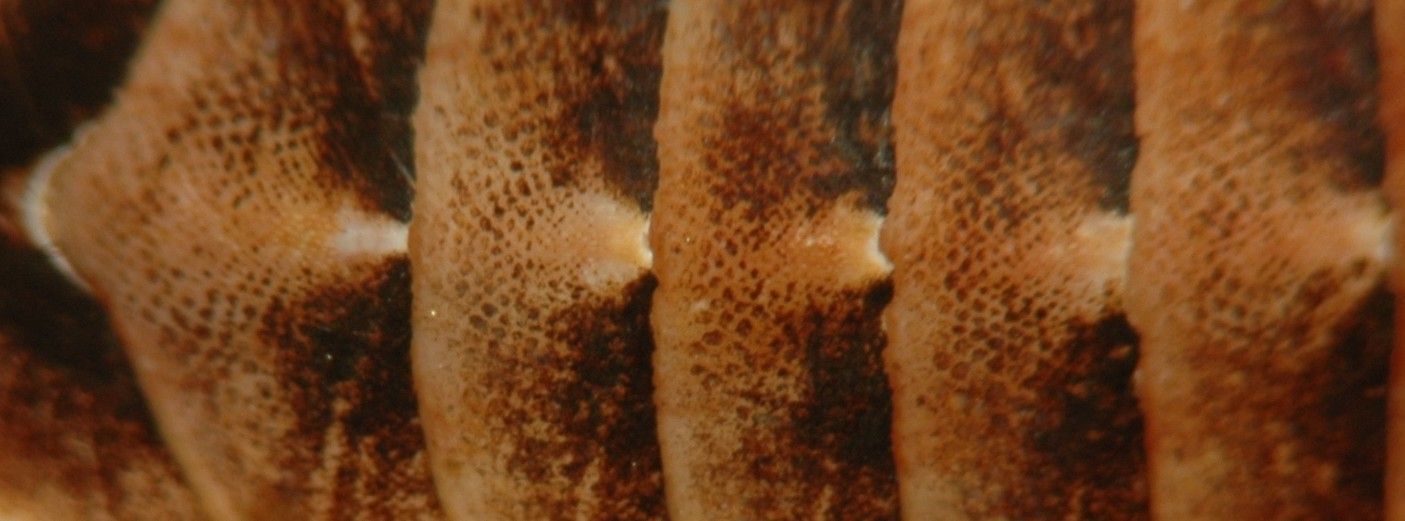 Image of Lepidozona retiporosa (Carpenter 1864)