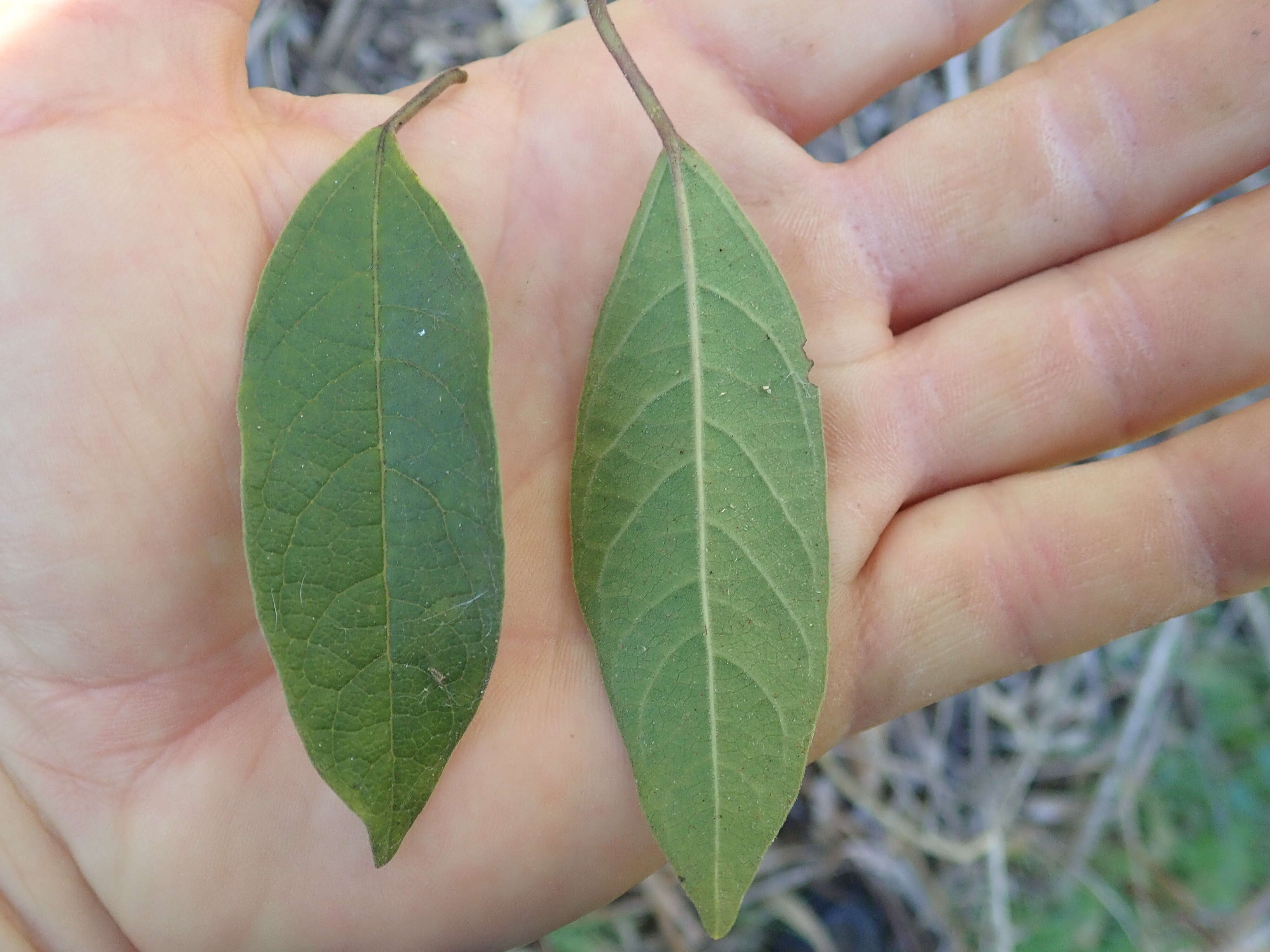 Image of Clerodendrum tomentosum (Vent.) R. Br.