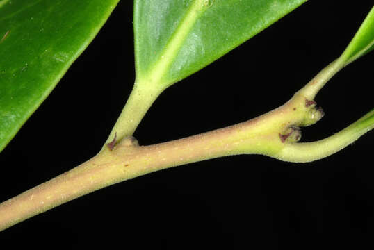 Слика од Ilex coriacea (Pursh) Chapman