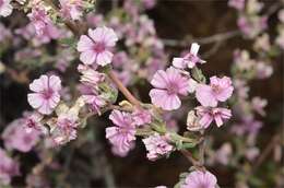 Image of Frankenia serpyllifolia Lindley