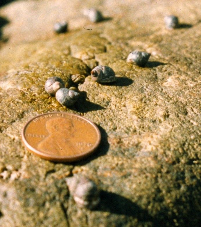 Image of Littorina scutulata Gould 1849