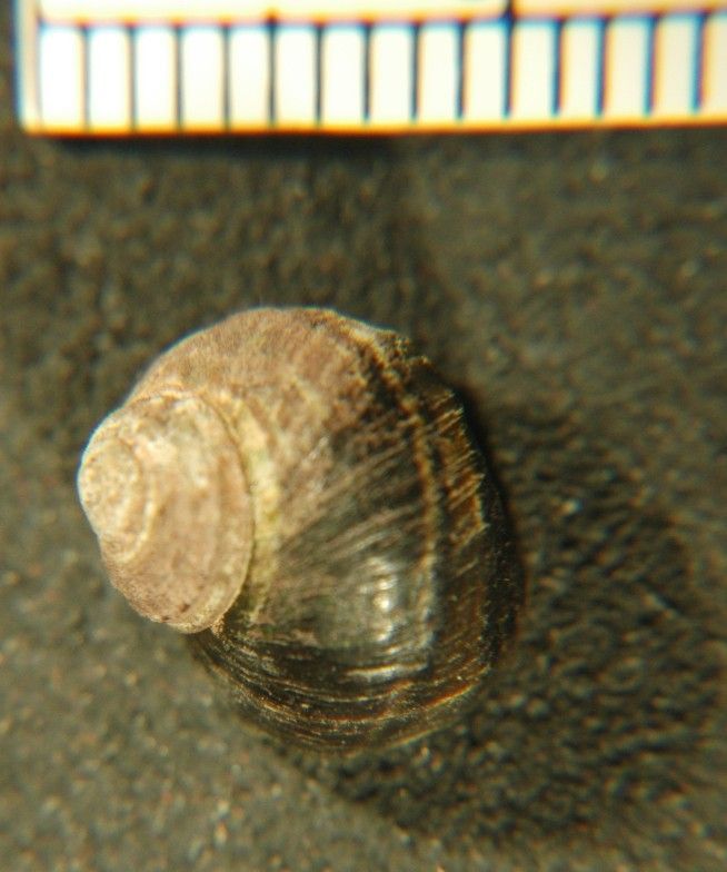 Image of Littorina sitkana Philippi 1846