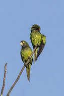 Image of Orange-fronted Parakeet