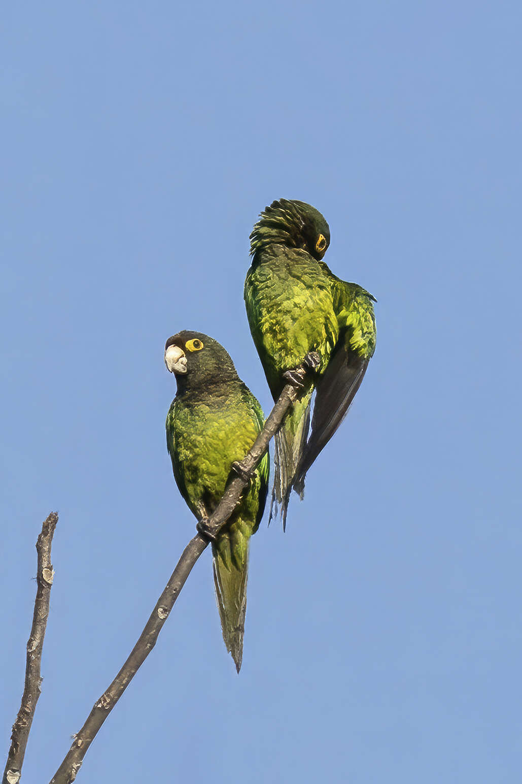 Image of Orange-fronted Parakeet