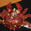 Image of Puget Sound king crab