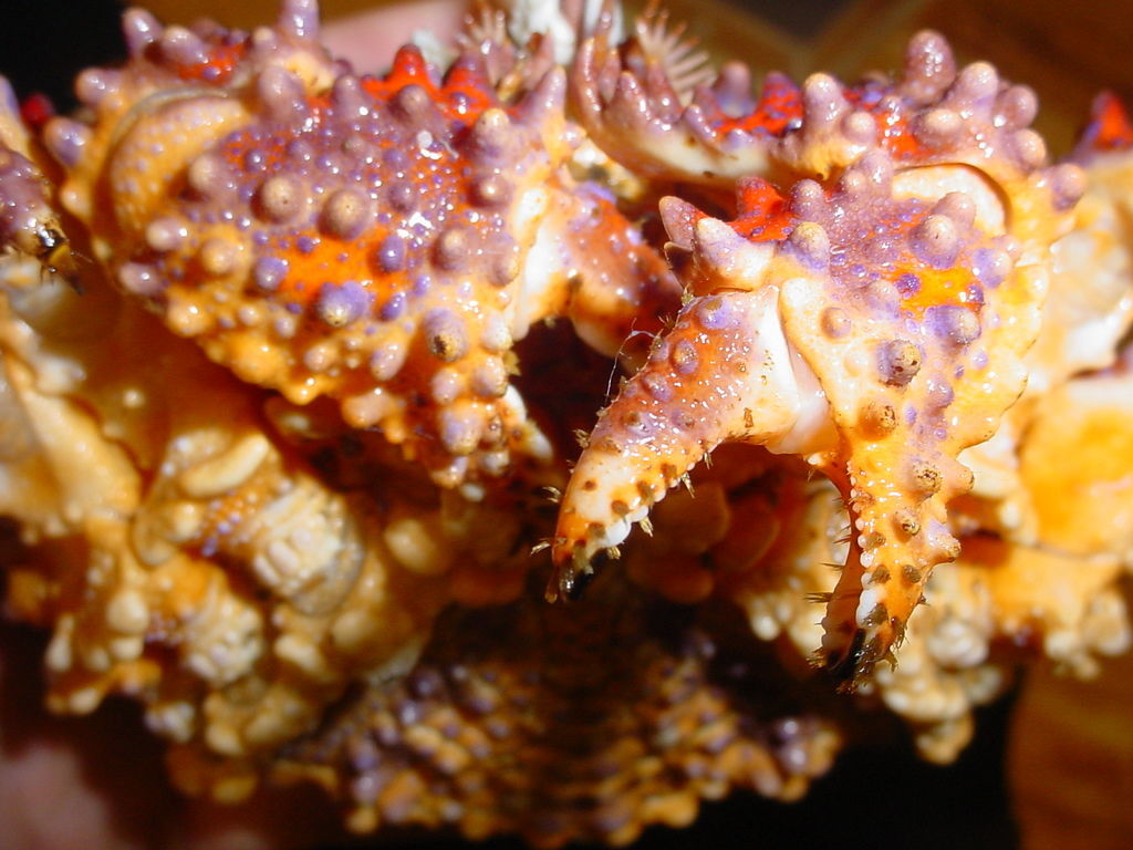 Image of Lopholithodes J. F. Brandt 1848