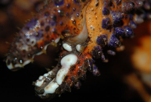 Image of Puget Sound king crab