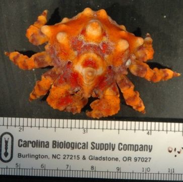 Image of Puget Sound king crab