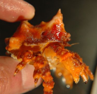 Image of Puget Sound king crab