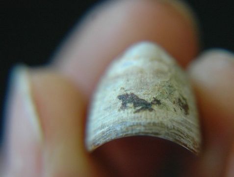 Image of Rocking chair limpet