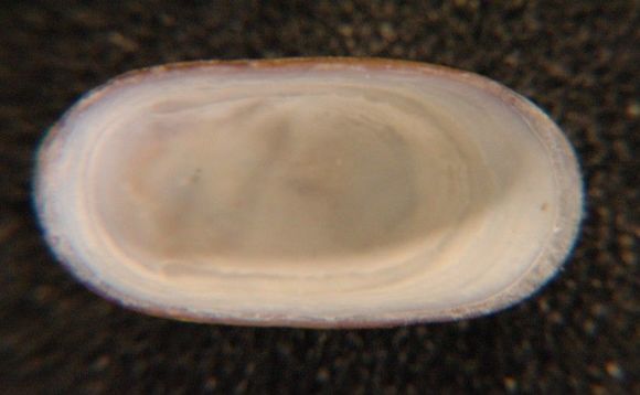 Image of Rocking chair limpet