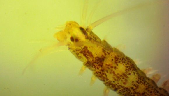 Image of Micropodarke