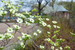 Image of flowering dogwood