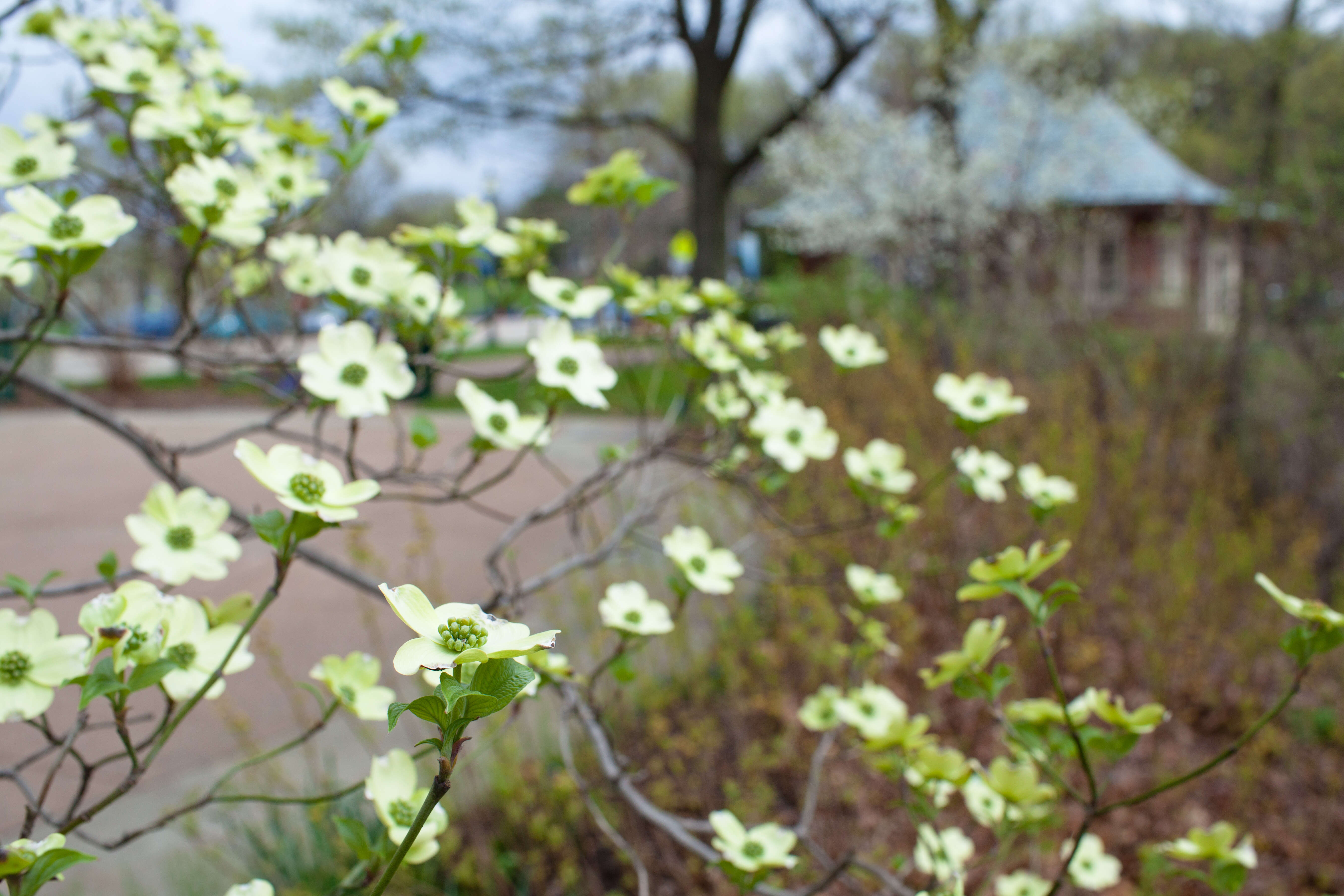 Image of flowering dogwood