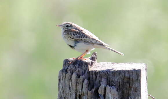 Image of Australian Pipit