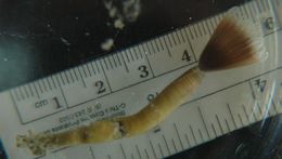 Image of Bristle Worm