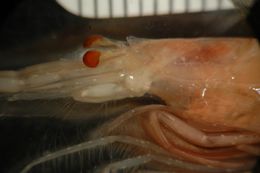 Image of slender-legged prawn