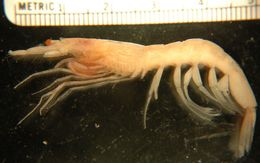 Image of slender-legged prawn