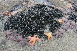 Image of ochre sea star