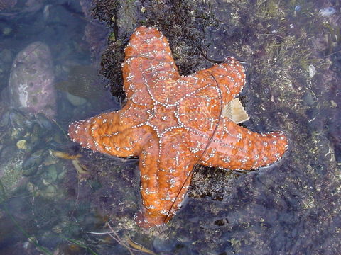 Image of ochre sea star