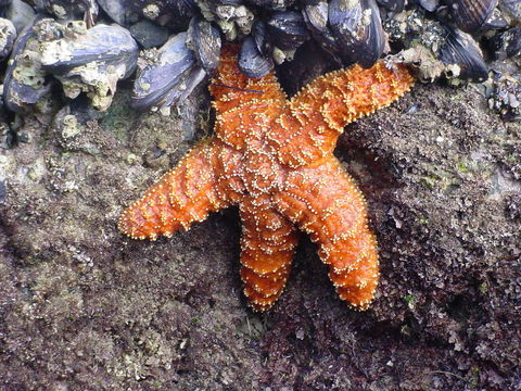 Image of ochre sea star